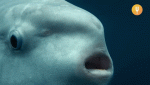 fisk.gif