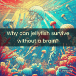 2jellyfish.gif