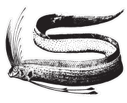 cropped-sillkungen.png