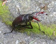 European stag beetle.jpg