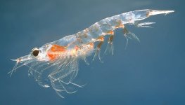 Meganyctiphanes_norvegica2.jpg