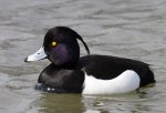 Aythya-fuligula_Tufted-Duck.jpg