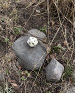 IMG_3257.jpeg