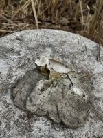 IMG_3263.jpeg